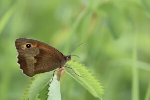 腸内フローラを活用したダイエットの効果が現れる時期は？