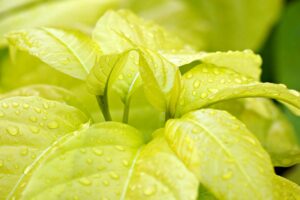 酵素と腸内環境の関係とは、どのように改善できるのか？