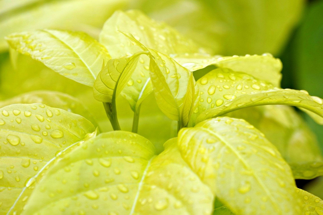 酵素と腸内環境の関係とは、どのように改善できるのか？