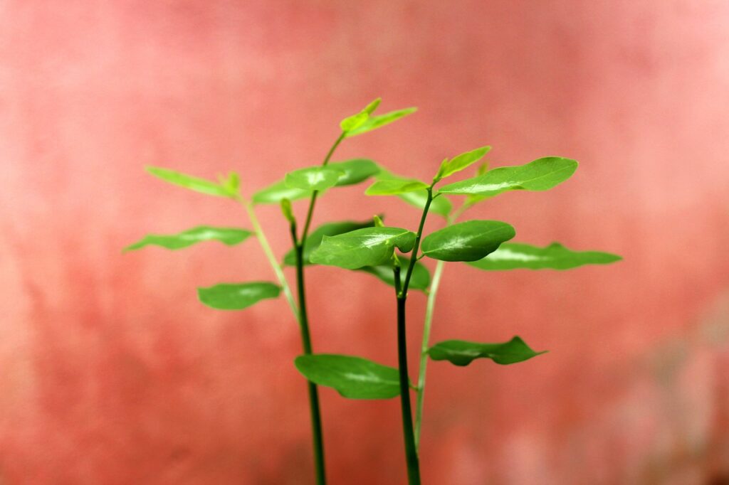 腸活におすすめのサプリ比較は？