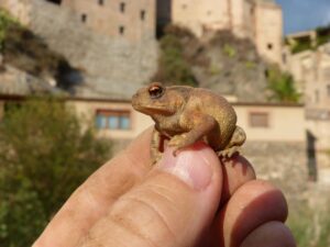 酵素サプリで肌荒れを改善する方法は？